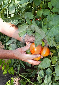 Tomato crop