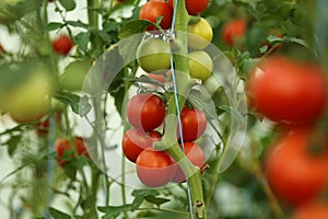 Tomato crop