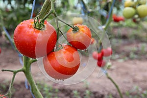 Tomato crop