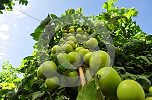 Tomato crop