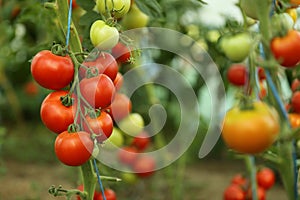Tomato crop photo