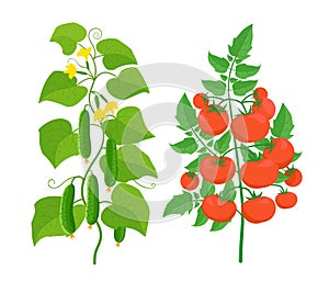 Tomato and cucumber plant. Vegetable harvest. Vector illustration. Ripe red tomatoes on a bush and green cucumbers