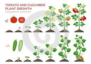 Tomato and cucumber plants growth stages infographic elements in flat design. Planting process from seeds sprout to ripe