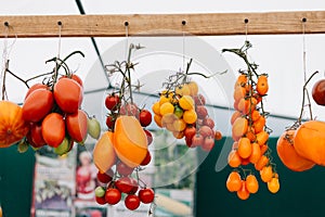 Tomato cultivars in farmers market. colorful variety of organic tomato. Different varieties of red, orange, yellow tomatoes