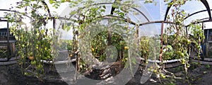 Tomato cultivating in green house