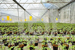 Tomato cultivation