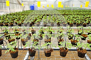 Tomato cultivation