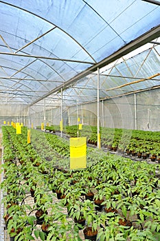 Tomato cultivation