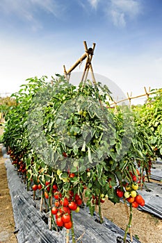 Tomato cultivation