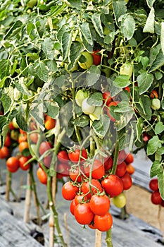 Tomato cultivation