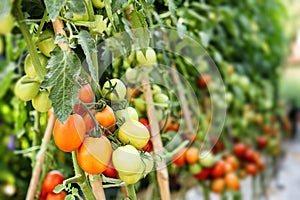 Tomato cultivation