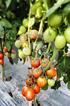 Tomato cultivation