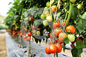 Tomato cultivation