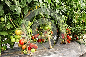 Tomato cultivation