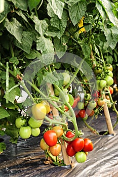 Tomato cultivation