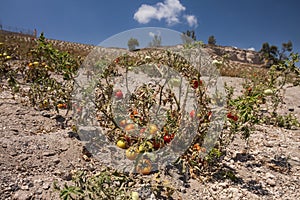 A tomato culture in arid soil on Santorini