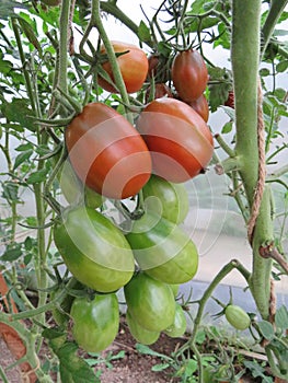 Tomato De Barao sings on a bush in a greenhouse