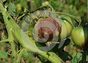 Tomato disease. The fungus buckeye rot of tomato caused by the pathogen Phytophthora parasitica badly affected a tomato plant