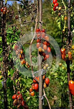 Tomato disease - late blight.