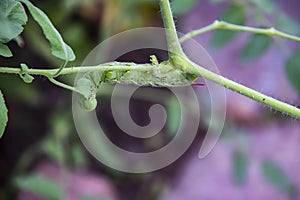 Tomato eating caterpillar clinging to a vine and munching on a leaf against blurred bokeh background