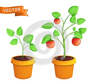 Tomato eco plant growing stages. Vector botanical illustration of green sprout with leaves in pot isolated on white background