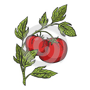 Tomato engraving vector illustration