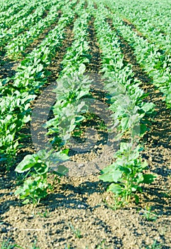 Tomato field