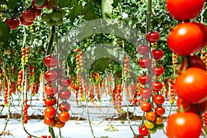 Tomato Field at Farm