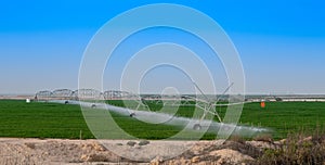 Tomato field irrigated by a pivot sprinkler system in Qatar