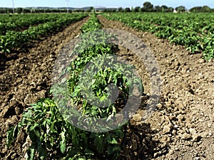 Tomato field and irrigation system