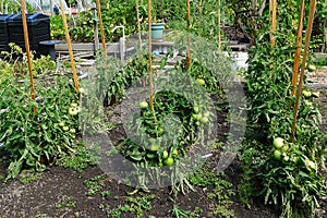Tomato Field with Poles