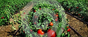 Tomato field ready for harvest