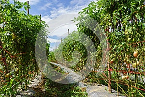 Tomato field on summer day