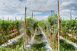 Tomato field on summer day