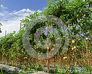 Tomato field on summer day