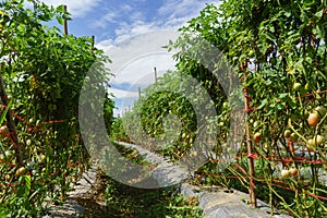 Tomato field on summer day