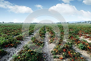 Tomato field on summer day