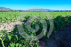 Tomato field, tomato plantation in Dominican Republic on sunny day. Wide angle