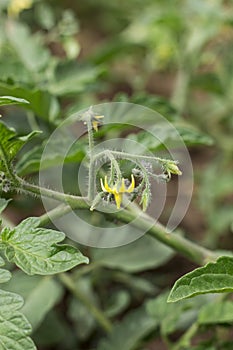 Tomato flower