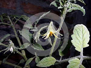 Tomato flower