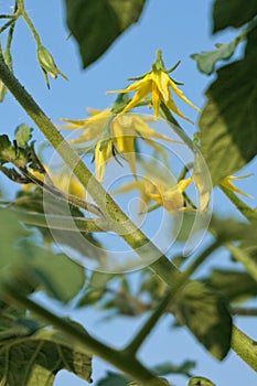 Tomato flower in urban garden outdoors