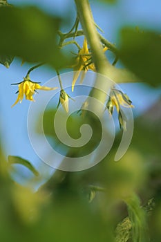 Tomato flower in urban garden outdoors