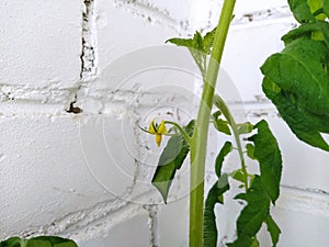 Tomato flower on white wall background