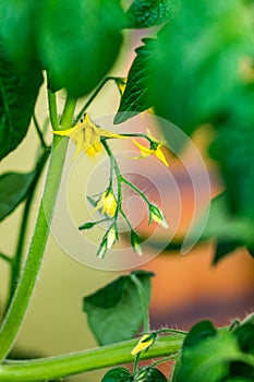 Tomato flower. Yellow blossoms of tomato plant are growing in greenhouse on the farm