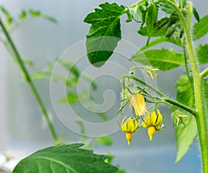 Tomato flowers photo