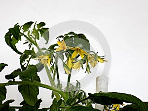 Tomato flowers on a growing stem