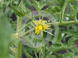 Tomato flowers on seedlings in the garden on a summer day
