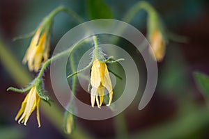 Tomato flowers on the stem.