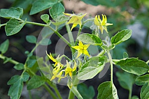 Tomato flowers on the stem in the greenhouse.