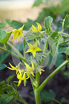 Tomato flowers on the stem in the greenhouse.